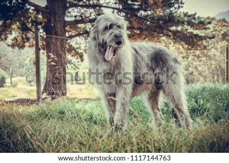 Irish Wolf Hound