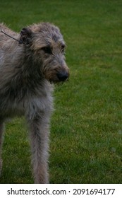 458 Irish wolf hound Images, Stock Photos & Vectors | Shutterstock