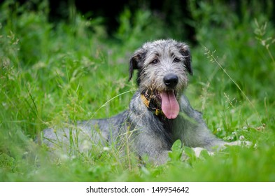 Irish Wolfhound