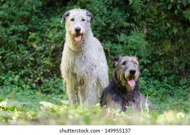 427 Irish Wolfhound On White Background Images, Stock Photos & Vectors ...