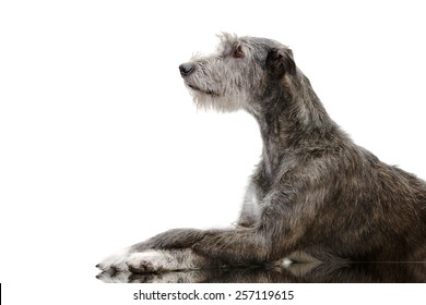 Irish Wolfhound