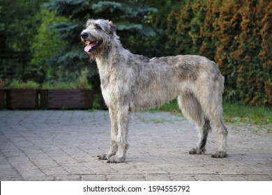 are irish wolfhound hypoallergenic