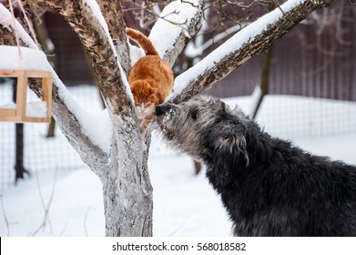 Irish Wolfhound Dog With Cat