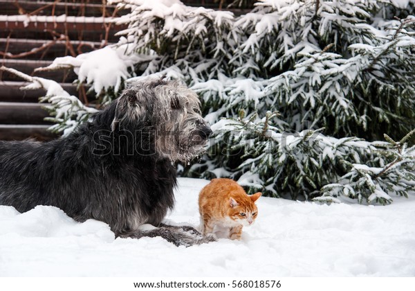 are irish wolfhounds good with cats