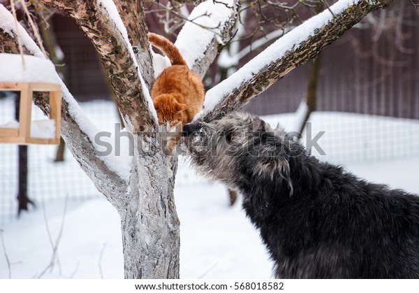 are irish wolfhounds good with cats