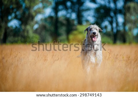 Irish Wolfhound in the field
