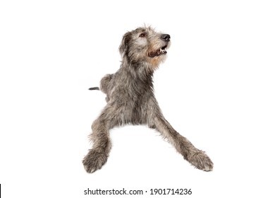 can irish wolfhound be white