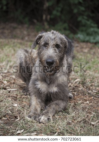 Irish Wolfhound lying down