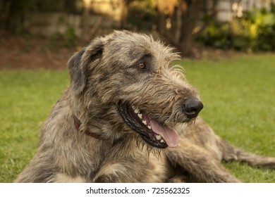 Irish Wolfhound Lying On Grass Panting Stock Photo 725562325 | Shutterstock