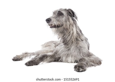 can irish wolfhound be white