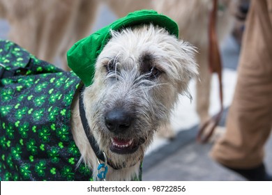 An Irish Wolfhound participating in the St. Patric's Day Parade