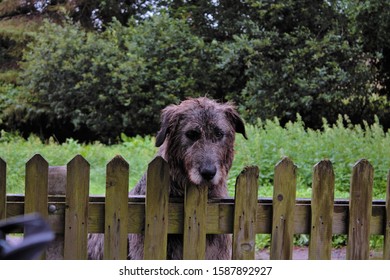 Irish wolfhound peering over a wooden fence.