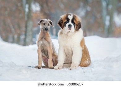 Large Breeds Images Stock Photos Vectors Shutterstock