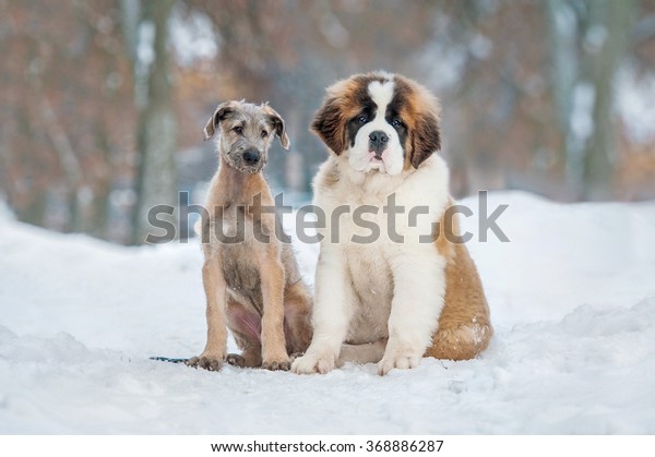 Irish wolfhound saint bernard