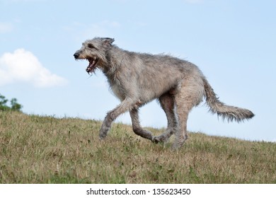 Irish Wolfhound Running Images Stock Photos Vectors Shutterstock