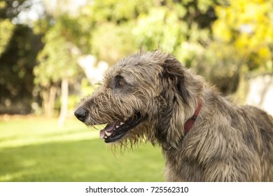 Irish Wolfhound Side Profile Panting Dog Stock Photo 725562310 ...