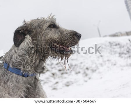 Irish Wolfhound in winter
