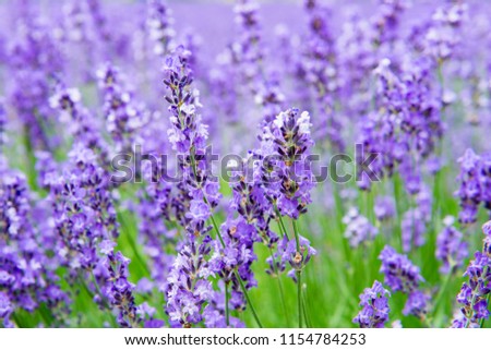 Similar – Image, Stock Photo Delicious Lavender Nature