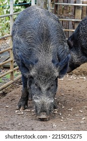 Iron Age Pig Sow Eating Food Off Concrete Floor.