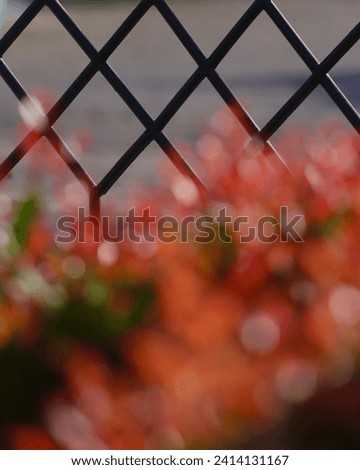 iron fence with flower blurry foreground