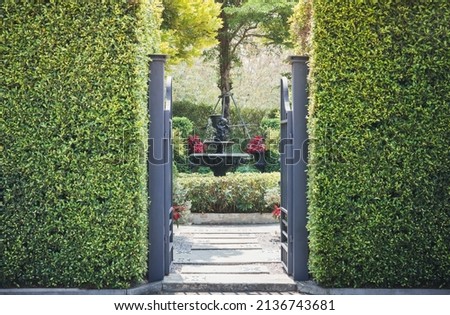 The iron gate is covered with green plants.Garden design with a green bush fence hedge.
