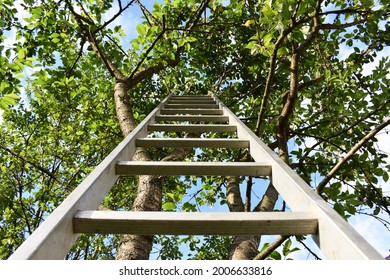 Iron Ladder Under The Tree For Hand Picking Fruit. Ladder For Cherry Picking With A Blue Sky In The Background.