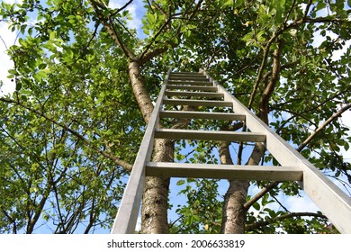 Iron Ladder Under The Tree For Hand Picking Fruit. Ladder For Cherry Picking With A Blue Sky In The Background.