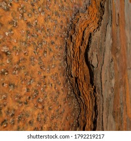 Iron Sheet With Rust Revealing Layers