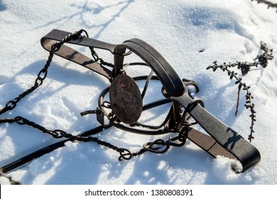 Iron Trap On Hares Mounted On A Hare Trail In The Snow