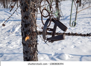 Iron Trap On Hares Mounted On A Hare Trail In The Snow