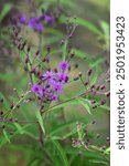 Ironweed (Vernonia gigantea) flower, one of many Vernonia species.  US wildflower.