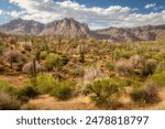 Ironwood trees and saguaro cactus at Peralta Regional Park in the Sonoran Desert near Phoenix Arizona