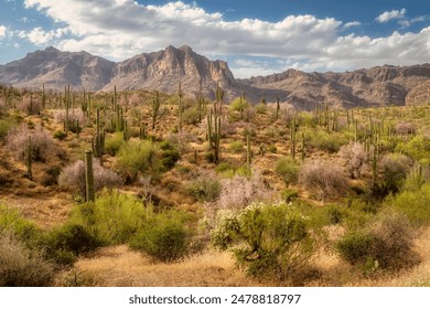 Ironwood trees and saguaro cactus at Peralta Regional Park in the Sonoran Desert near Phoenix Arizona - Powered by Shutterstock