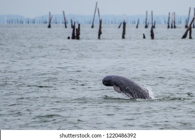 Irrawaddy Dolphin Breaching