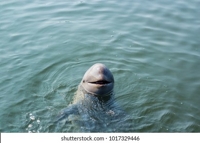Irrawaddy dolphin are cute fish it habit which Not aggressive therefore Children like