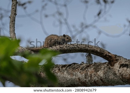 The Irrawaddy squirrel (Callosciurus pygerythrus), also known as the hoary-bellied Himalayan squirrel, is a small, agile rodent native to Southeast Asia and the Indian subcontinent. It features an unpatterned reddish-brown to grayish-brown back paired with a pale gray, white, or orange belly, and a signature bushy tail.
6 March 2020 
