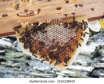 Irregular honey frame in the shape of a triangle formed naturally in the hive, with some open hexagonal cells filled with honey and others closed with wax by the bees.
