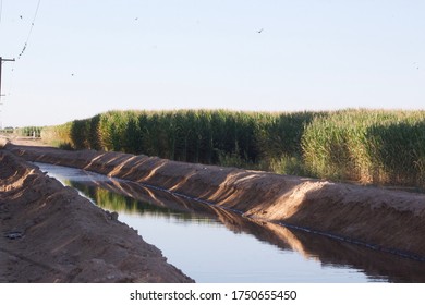 198 Arizona Corn Field Images, Stock Photos & Vectors 