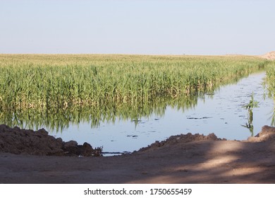 198 Arizona Corn Field Images, Stock Photos & Vectors | Shutterstock