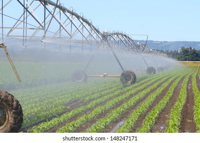Irrigating newly planted corn using a center pivot system in the Willamette Valley of Oregon