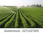 Irrigation of agricultural areas in summer