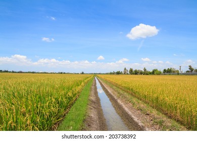 Irrigation canal in rice field