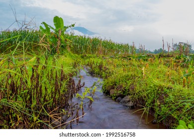 An Irrigation Canal In A Rice Field With A Swift Current