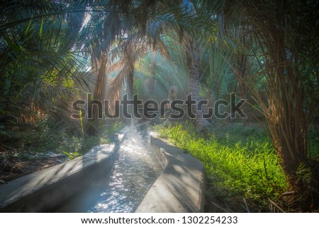 Irrigation channel in the Al Ain oasis, one misty morning