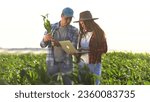 irrigation corn. two farmers work in a field with corn. agriculture irrigation concept. farmers man and a woman work through a field with green corn business sprouts against irrigation installation