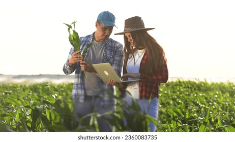 irrigation corn. two farmers work in a field with corn. agriculture irrigation concept. farmers man and a woman work through a field with green corn business sprouts against irrigation installation - Powered by Shutterstock