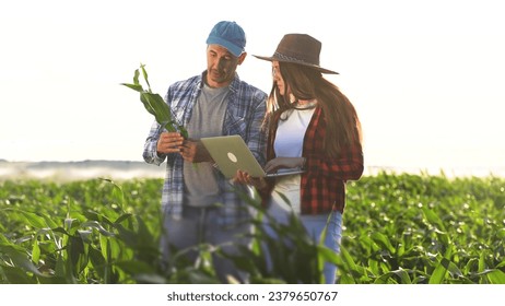 irrigation corn. two farmers work in a field with corn. agriculture irrigation concept. farmers man and a woman work through a field with green corn sprouts business against irrigation installation - Powered by Shutterstock