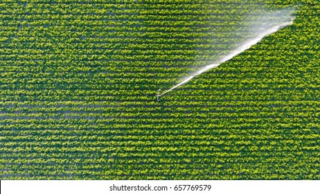 Irrigation Fields