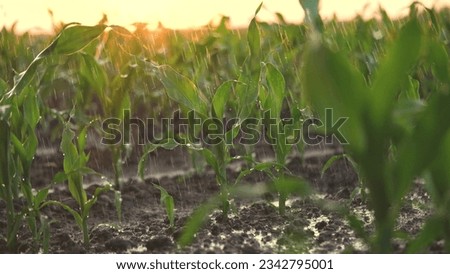irrigation of green corn sprouts. agriculture irrigation. corn agriculture business concept. rain water drops fall on field with corn green lifestyle sprouts close-up