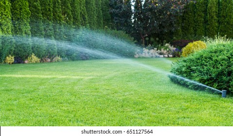 Irrigation of the green grass with sprinkler system.
